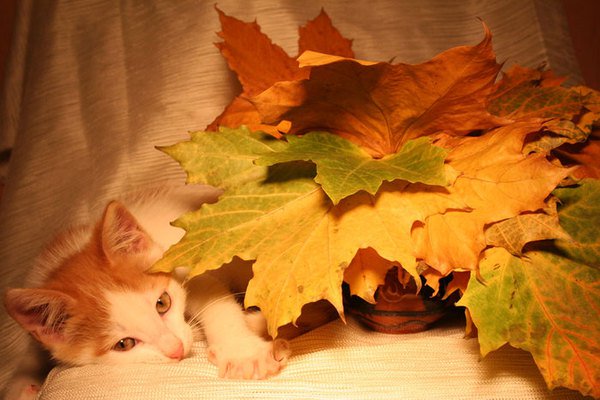 Кошачья осень (40 фото)