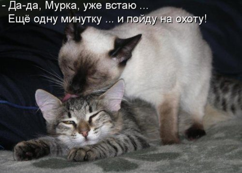 Мурзик любит играть. Люблю тебя котик. Люблю своего котика. Люблю тебя мой котик. Кошачья любовь с надписями.