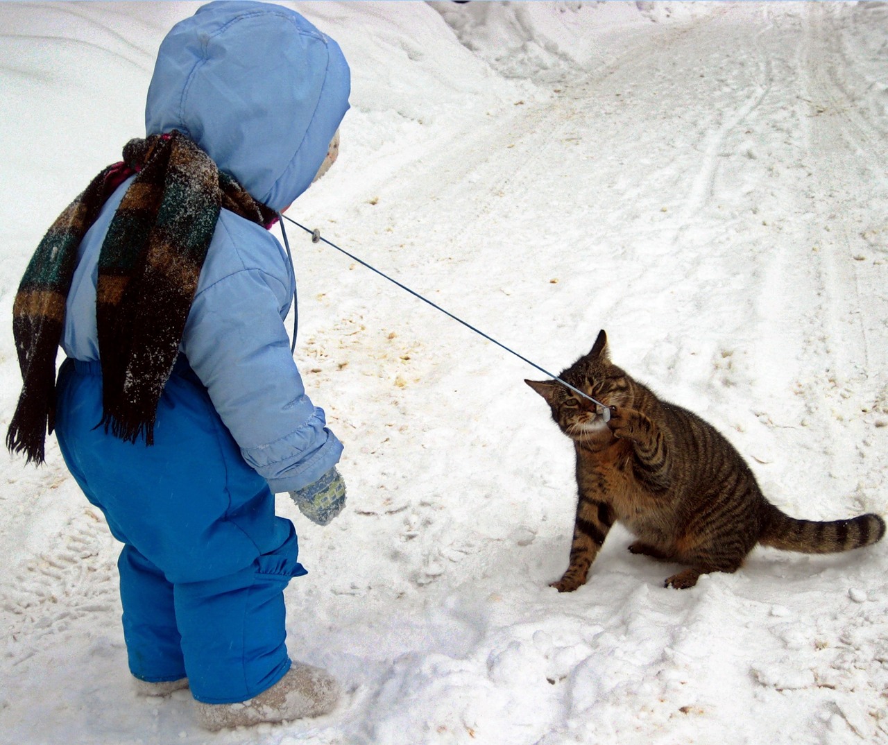 Можно гулять с котом. Кот на прогулке. Человек гуляет с котом. Прогулка с котом на улице. Кот на поводке гуляет зимой.