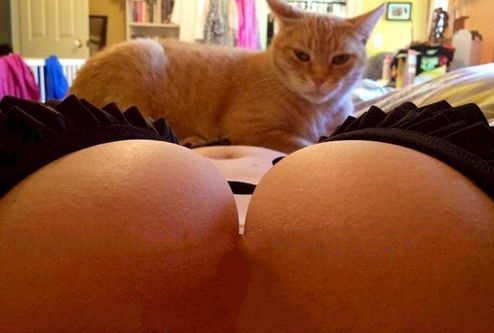 Кошки без ума от женской груди (15 фото)