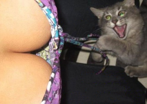 Кошки без ума от женской груди (15 фото)