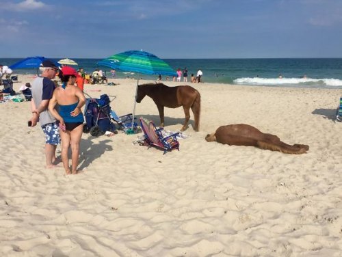 Животные на пляже (11 фото)
