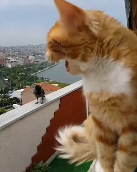 Автор видео стал свидетелем смешного диалога своего кота и прилетевшей вороны