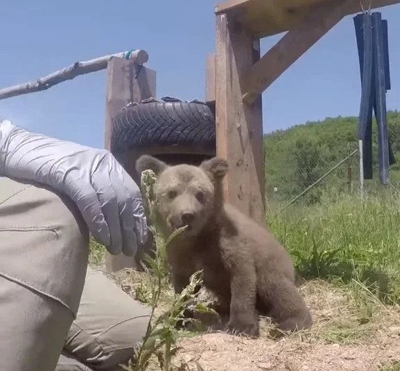 Медвежонок первый раз увидел траву (3 фото)