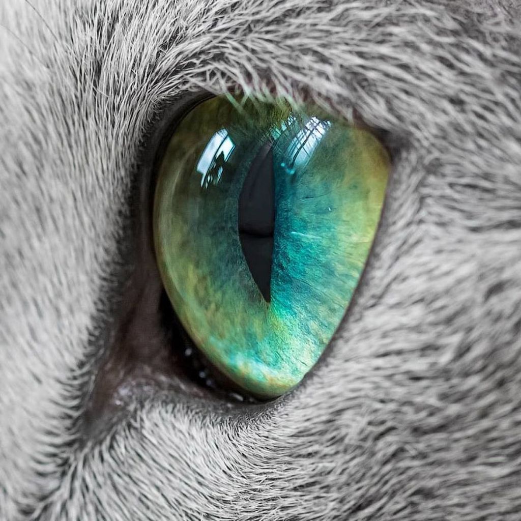 Сделать глаза кошке. Глаза кошки. Кошачий глаз. Красивые глаза животных. Самые красивые кошачьи глаза.