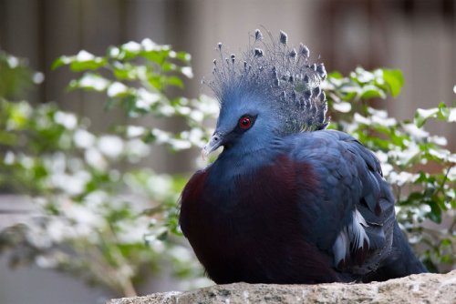 Самый красивый голубь в мире (20 фото)