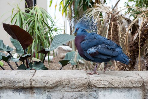 Самый красивый голубь в мире (20 фото)