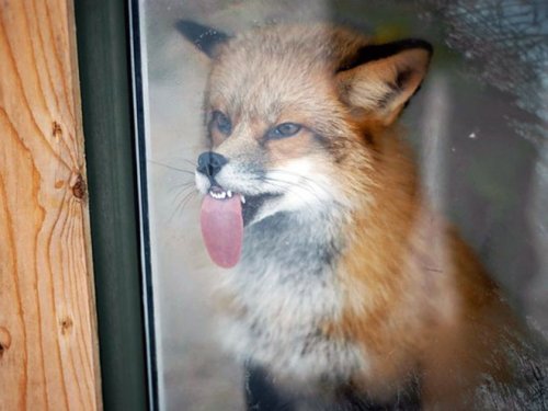 Потешные животные лижут стекло (20 фото)