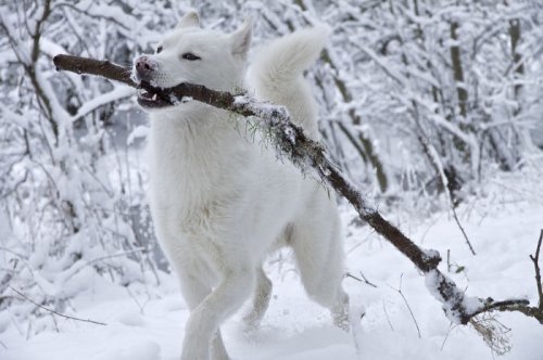 Очаровательные животные и первый снег (25 фото)