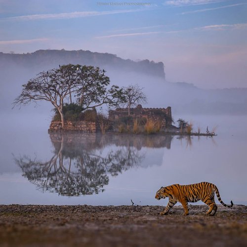 Величественные тигры в снимках индийского фотографа (10 фото)