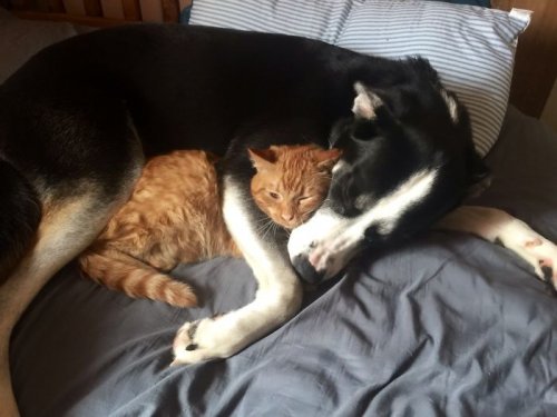 Пост о любви между кошками и собаками (30 фото)