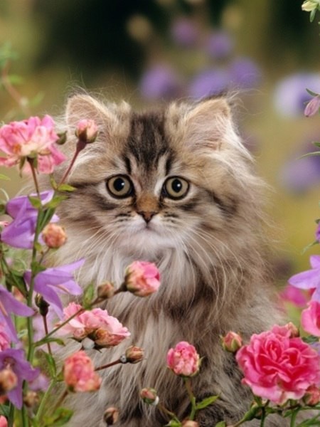 Котики очарованы прелестью цветов (25 фото)