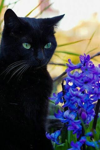 Котики очарованы прелестью цветов (25 фото)