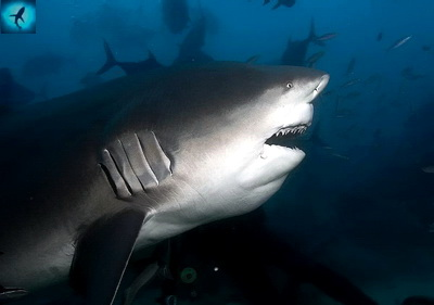 Топ 5: Самые кровожадные акулы