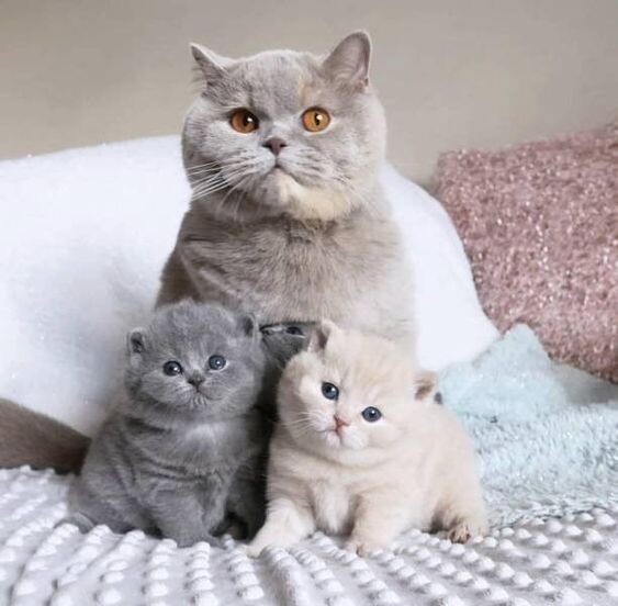 ЗаМУРчательная коллекция прикольных картинок с кошками (35 фото)