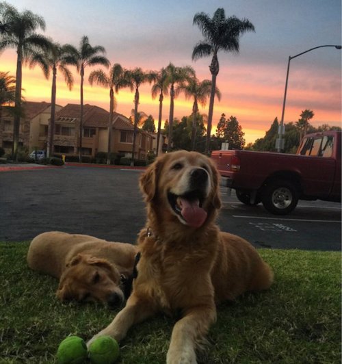Очаровательные собаки, которые поднимут вам настроение (30 фото)