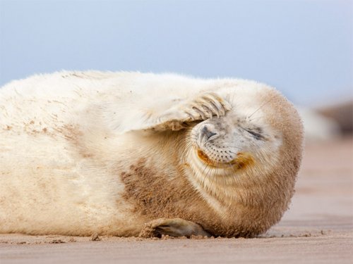 Смеющиеся тюлени — что может быть смешнее? (20 фото)