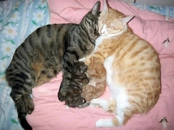 Это любовь: 10 невероятно трогательных кошачий семей, которые не оставят вас равнодушными