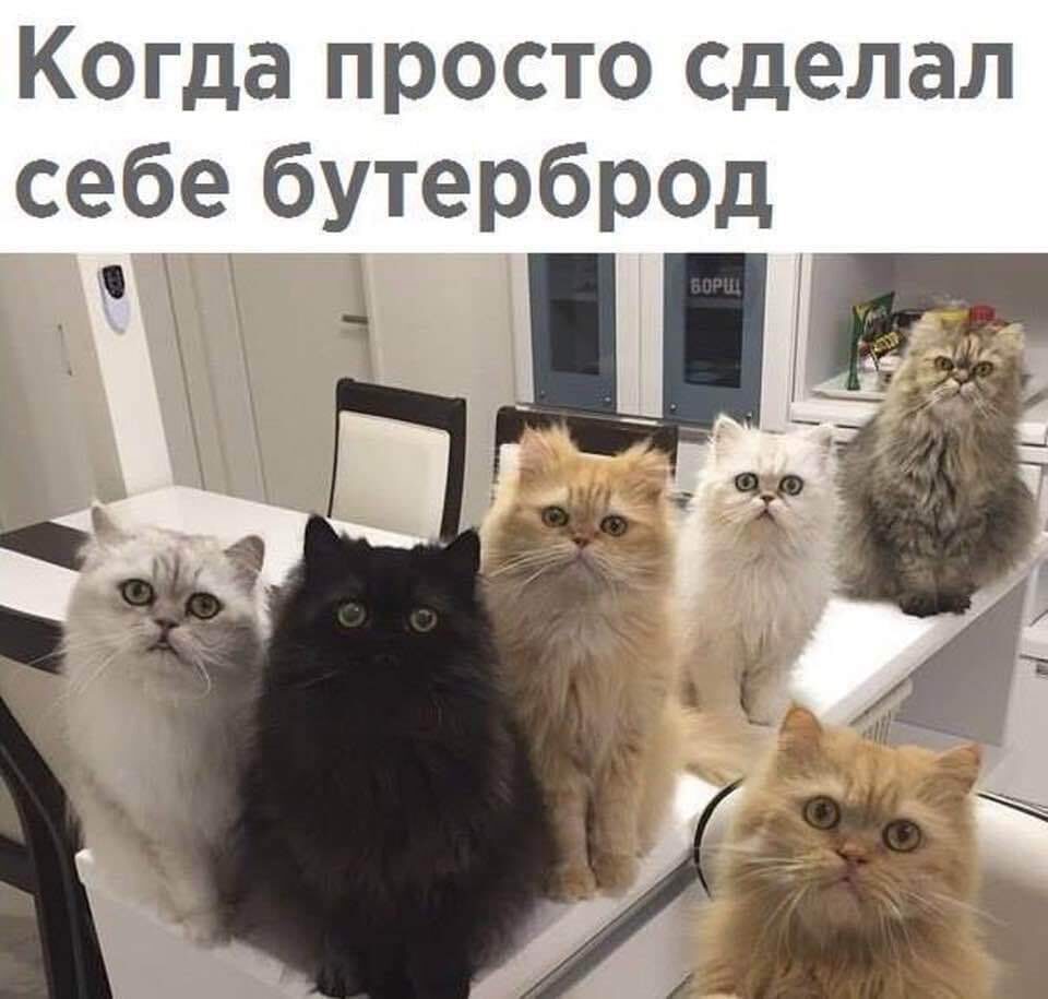 Я готов сразу несколько котов. Много котов Мем. Кот юмор. Кот прикол. Мемы с котами и надписями.