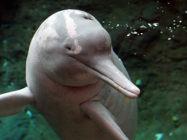 Амазонский дельфин (6 фото) » Клопик.КоМ