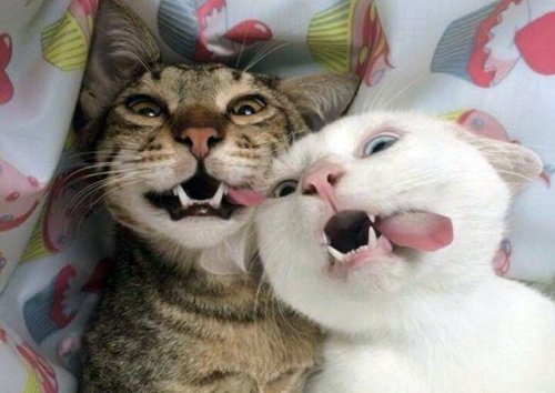 Сногсшибательно смешные коты (30 фото)