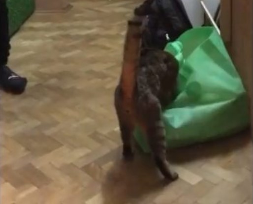 Забавное видео: Кот веган или бой за... кабачок