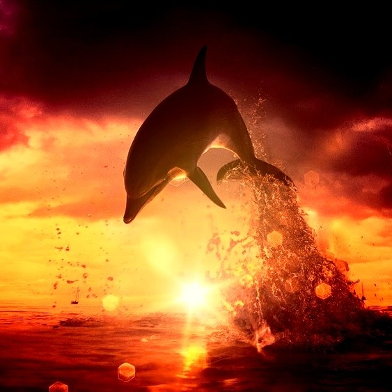 Очаровательные дельфинчики (35 фото)
