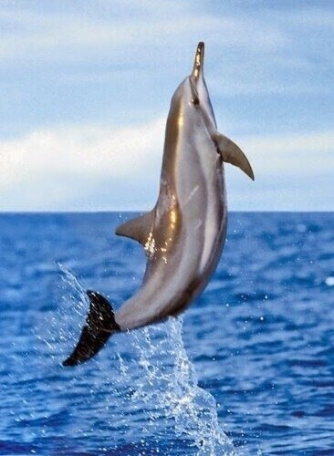 Очаровательные дельфинчики (35 фото)