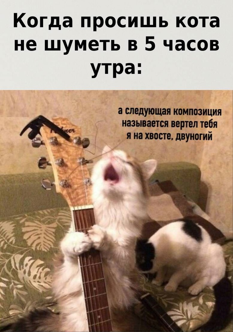 Котик поет. Поющие коты. Коты с гитарой Мем. Кот поет Мем.