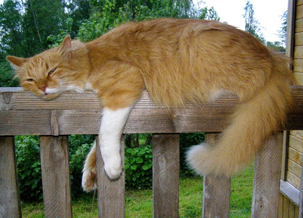Мысли повисли песня. Коты на заборе. Рыжий кот на заборе. Кошка жара. Коты на даче.