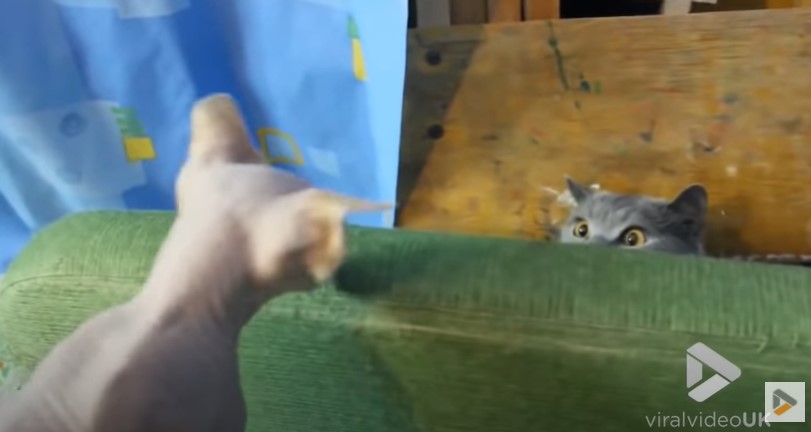 Забавное видео: Британская кошка впервые увидела сфинкса