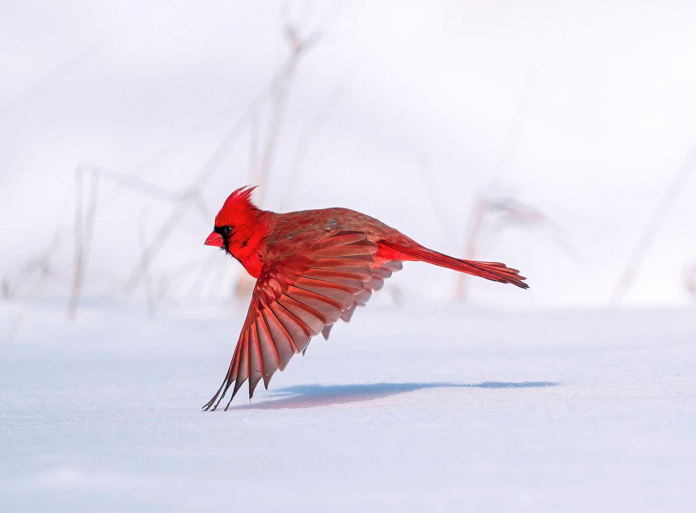 Потрясающие фотографии птиц  (30 фото) знаютчто, птицы, прекрасные, существа, этого, мираПредлагаю, взглянуть, удивительнокрасивых, пернатыхкоторые, украсят