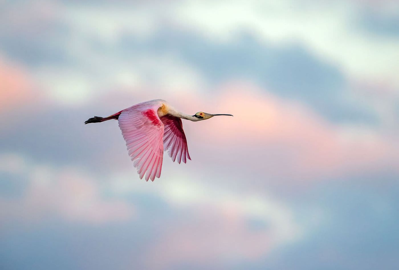 Потрясающие фотографии птиц  (30 фото) знаютчто, птицы, прекрасные, существа, этого, мираПредлагаю, взглянуть, удивительнокрасивых, пернатыхкоторые, украсят