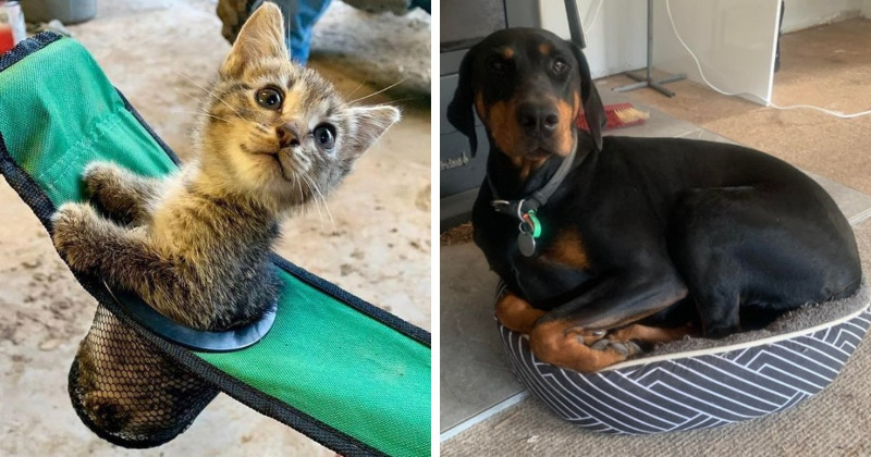 15 фото, которые доказывают, что коты и собаки умеют преломлять пространство и помещаются в любых местах