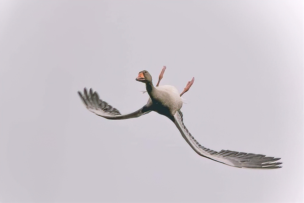 Это интересно: Могут ли птицы летать вверх ногами? (6 фото)