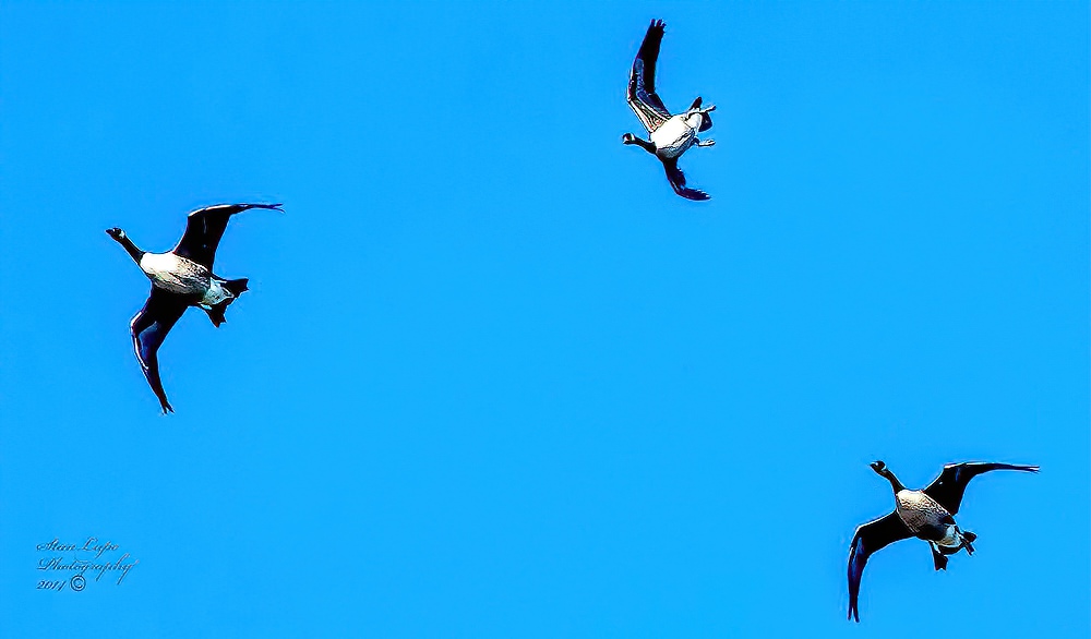 Это интересно: Могут ли птицы летать вверх ногами? (6 фото) вверх, ногами, манёвр, чтобы, фотография, терять, посадку, быструю, совершить, высоту, скорость, птице, стремительно, птицхищников, позволяет, Такой, землю, падает, результате, инвертируется
