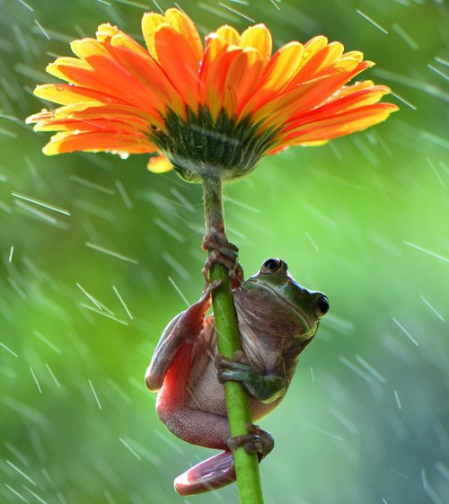 Животные под природными зонтиками (20 фото)