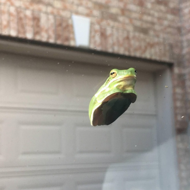 Вы видели, как выглядят лягушки на стекле? 