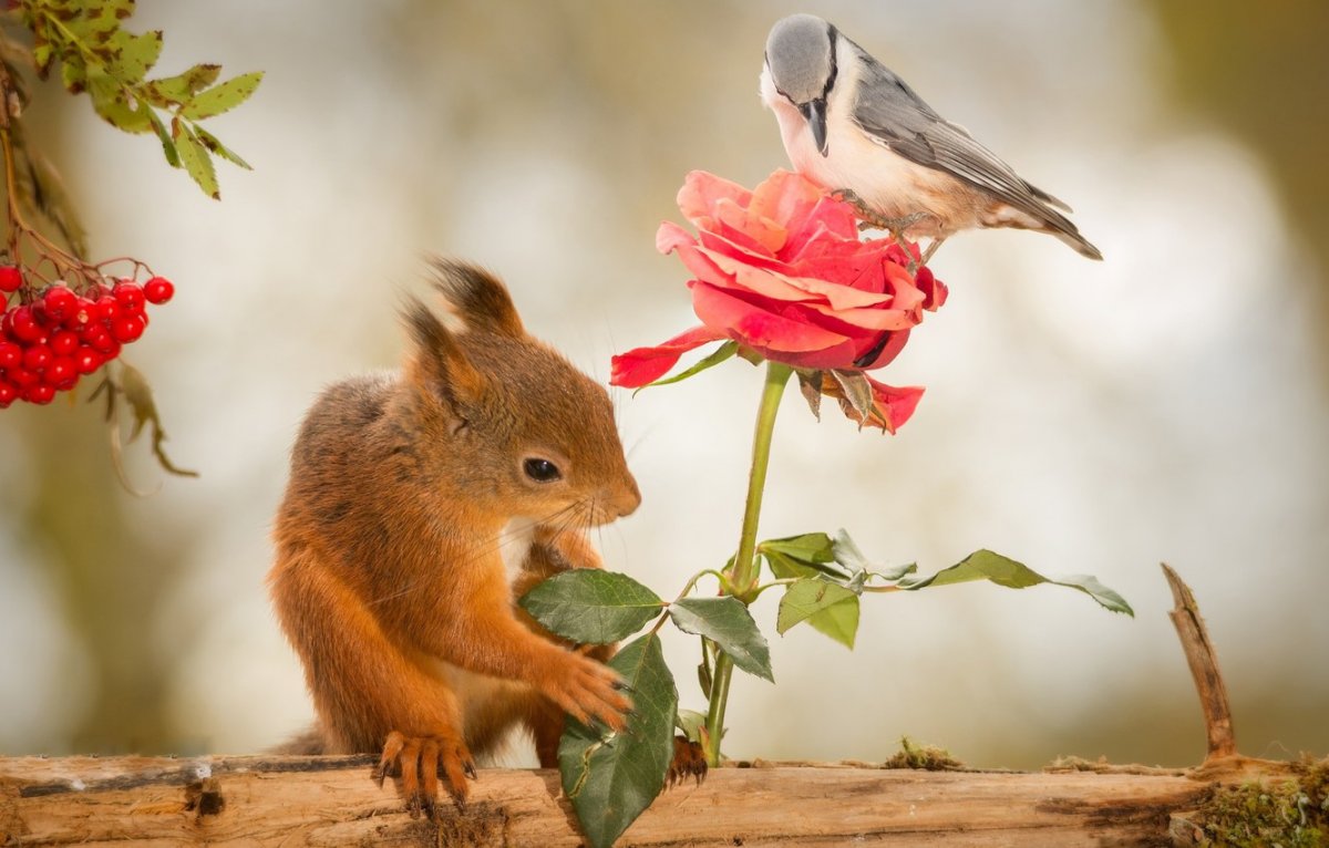 Изумительно красивые животные и цветы 
