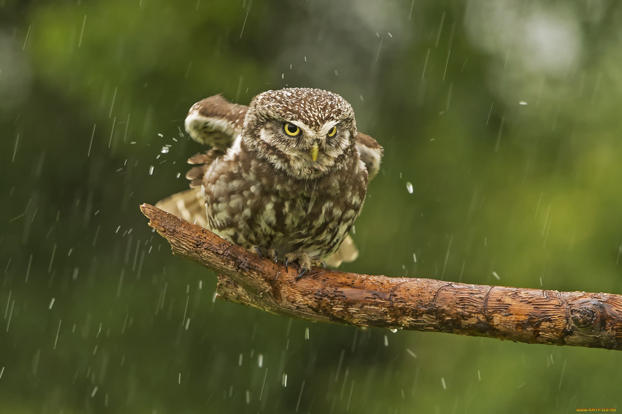 Животные под дождём  (15 фото) Мокрые, поведению, ближайшие, найти, сориентироваться, ливни, предсказать, можно, метеорологами, животные, прекрасными, служить, могут, Животные, умилительно, просто, укрытия