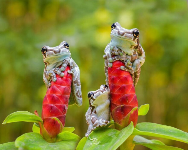 Красочные и забавные фотографии лягушек индонезийского фотографа  Всякая всячина