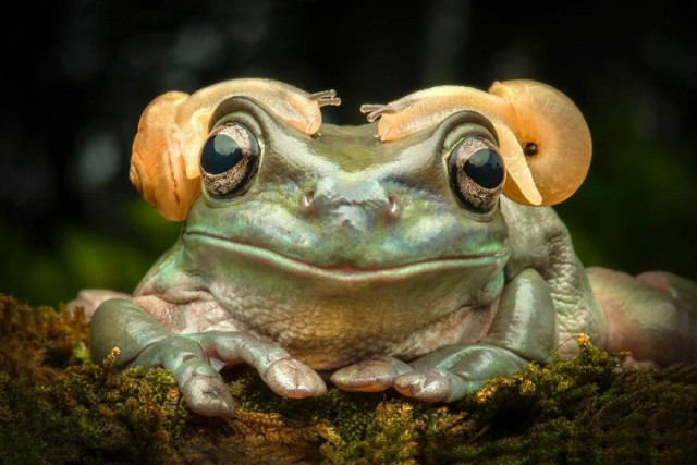 Красочные и забавные фотографии лягушек индонезийского фотографа  Всякая всячина