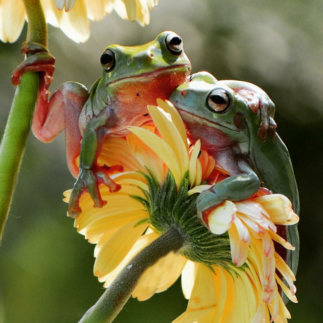 Красочные и забавные фотографии лягушек индонезийского фотографа 