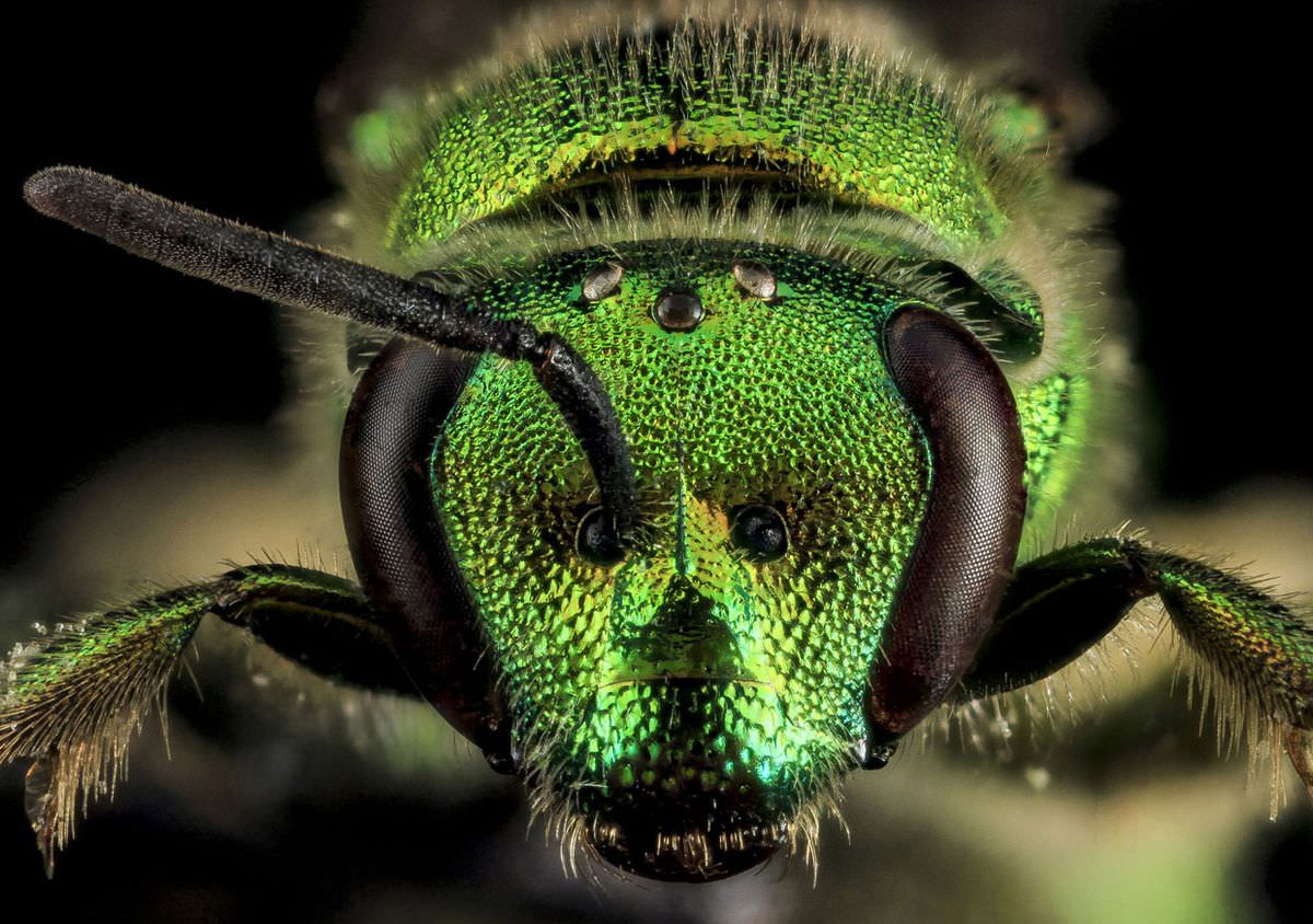 Красивая коллекция насекомых от фотографа Sam Droege (19 фото) Насекомые, существ, других, «пришельцев», макромир, захватывающий, Посмотрите, экологические, всевозможные, занимающий, живых, обладают, класс, многочисленный, самый, Земле, животных, остальных, среди, разнообразием
