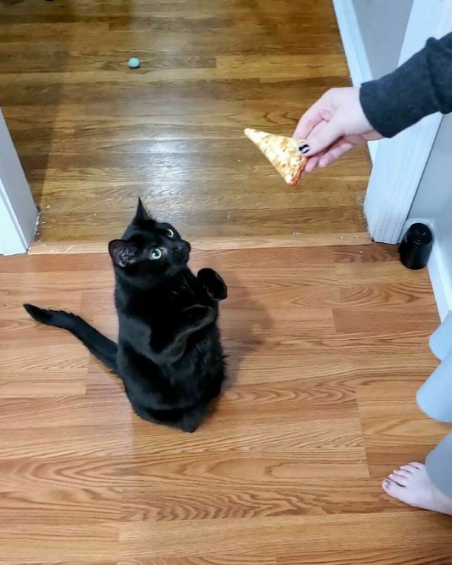 Котик, который научился просить еду по-настоящему  Кошки