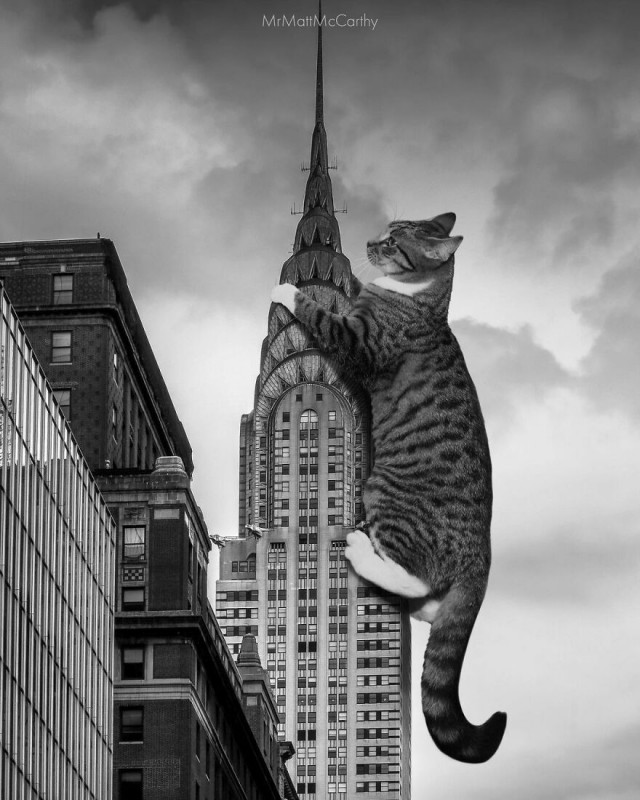 Каким был бы мир, если бы его захватили гигантские кошки (25 фото) Маккарти, фотографий, кошек, McCarthy, разлёгшуюся, огромного, отреагировали, дороги, поперёк, Каким, кошку, котёнка, увидев, сделали, жизни, повседневной, гигантскую, лопастями, играющегося, изображающие