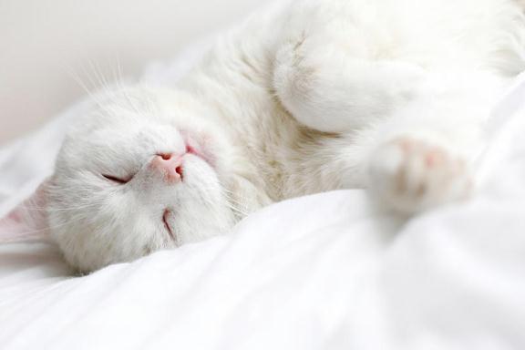 Хотите расслабиться как кошка? 7 способов мурлыкающей терапии