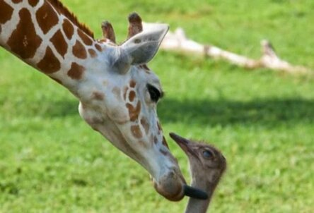 Какая необычная дружба (9 фото) Трёхлетний, жираф, страус, Гарденс, Флориде, проводят, свободное, время, вместе