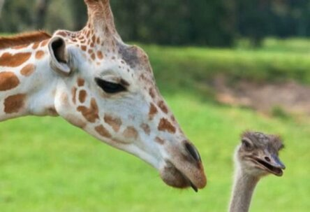 Какая необычная дружба (9 фото) Трёхлетний, жираф, страус, Гарденс, Флориде, проводят, свободное, время, вместе