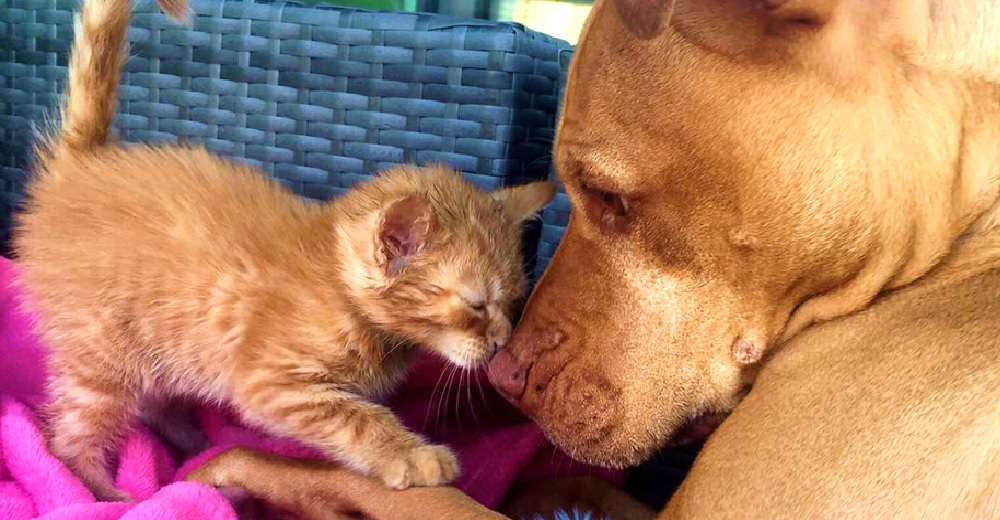 Кошка знакомит лучшего друга – питбуля с котёнком